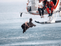 イタリアの海の安全を守るライフセーバー犬、ヘリから勇敢に水に飛び込み人命救助