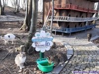 猫の国トルコには、ホームレス猫専用の素敵な宿泊施設が複数存在する