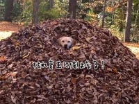 ズサッ！そこに落ち葉が積んであるとダイブせずにはいられない犬