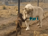 ライオン・ザ・ジェントルマン！犬の前足をやさしく持ち上げそこにキスをするホワイトライオンの紳士っぷりったら