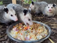 いっぱい食べて大きくなあれ！親を亡くしたオポッサムの赤ちゃんたち、もりもりご飯を食べて野生に帰る日を待つ