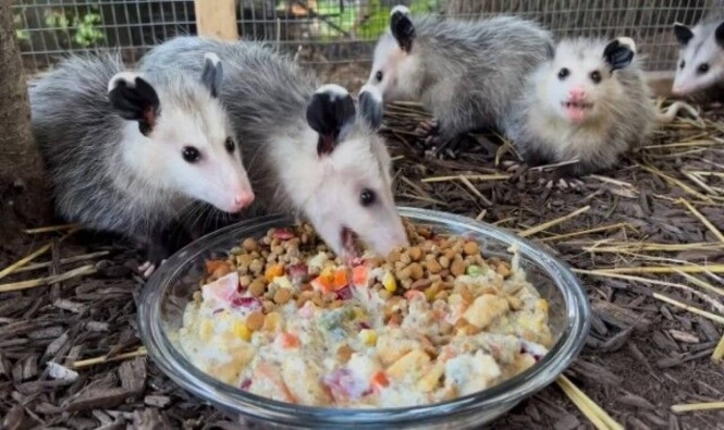 いっぱい食べて大きくなあれ！親を亡くしたオポッサムの赤ちゃんたち、もりもりご飯を食べて野生に帰る日を待つ