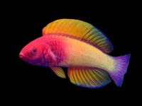 海のトワイライトゾーンに生息する、美しいグラデーションカラーの魚、実は新種だった。