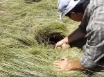 どうしてこうなった！？　草原の「穴」にハマっていたのは…