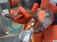 ロブスターのハサミで缶詰を開けてみた。缶汁ぷっしゅ～！