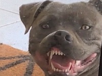 窓の方を見たら犬が二ヤリ。室内に入りたい犬の形相がちょっぴりホラー