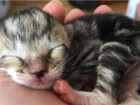 生まれてすぐに保護された子猫、保護施設から仮里親を経て永遠の家族の元へ。その家族はなんと！（アメリカ）