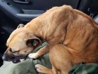 車を停車させゴミ捨てから戻ると、ガリガリに痩せた犬が助手席に座っていた。ここから始まる犬の物語（アメリカ）