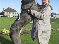 世界で最も背の高い犬、グレート・デーンのフレディ【映像】