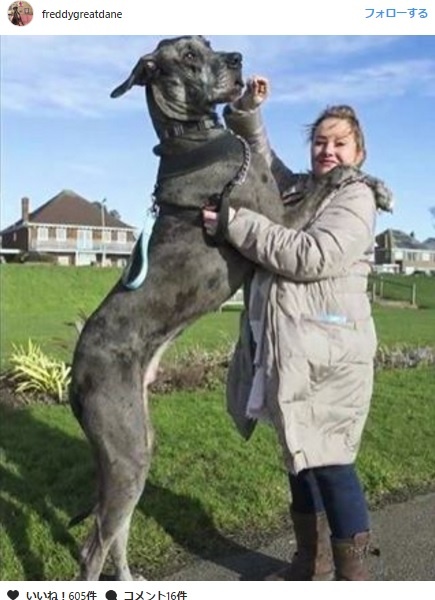 世界で最も背の高い犬、グレート・デーンのフレディ【映像】