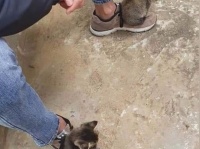 甘やかしてることは自覚してる。だがどうしてもペットファーストになってしまう飼い主たちの日常