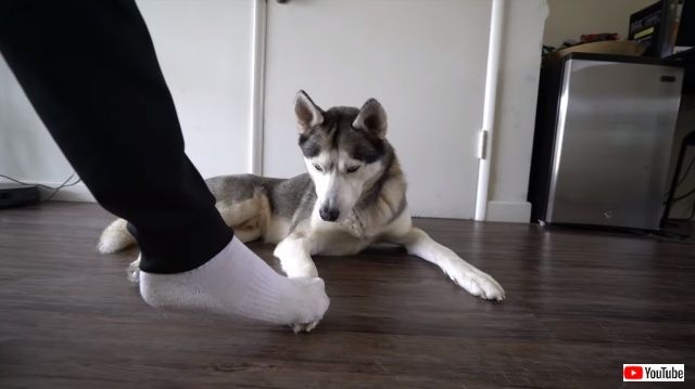 steppingonhuskysfeet5_640