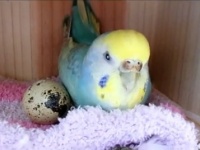 親鳥の直感!?セキセイインコがウズラの卵ひとつを選んで温めたところ...