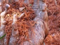 あなたには何に見えるかな？　新宿御苑の地面には「ラクウショウ」の不思議な世界が広がっている