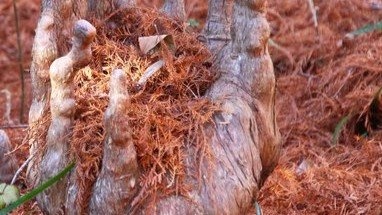 あなたには何に見えるかな？　新宿御苑の地面には「ラクウショウ」の不思議な世界が広がっている