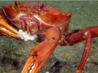 魚卵うめぇ！深海920メートルの海底で、魚の卵をむさぼるハングリーなカニのレア映像（アメリカ）※ツブツブ注意