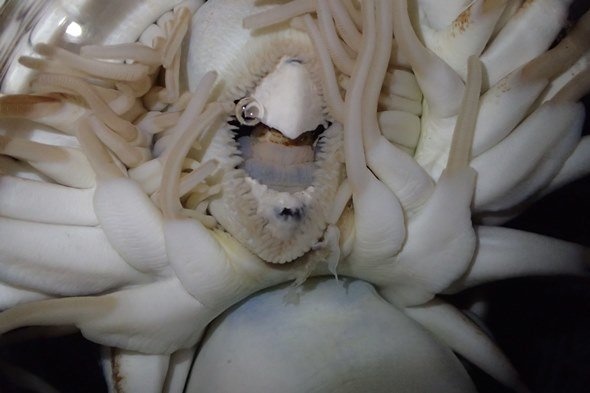 パラオオウムガイの口、顎板(写真提供:鳥羽水族館)