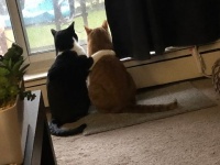 僕がついてるから大丈夫。雷雨におびえる猫に身を寄せて励ます猫（カナダ）