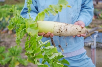 画像はイメージ