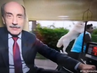 放送事故。おいしいところを全部犬にもっていかれたレポーター（インド）