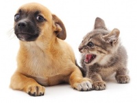 「Thinkstock」より