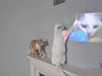 「他の猫には興味などない！」孤高のナルシスト猫サンティ、自分自身の映像と再び思いっきり戯れる