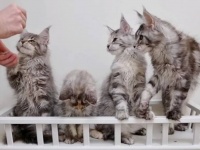 「もっともっとやりたいニャ！」メインクーンの子猫たちに「お手！」を教えてみた結果