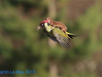 イタチが鳥に乗って空を飛んでいるだと？そんなおとぎ話の世界が本当にあった（イギリス）