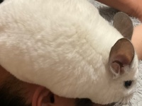 飼い主に甘えてる？いいえ、破壊活動中です　もふもふチンチラの〝真実〟に衝撃走る