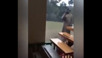 誰かが激しく窓を叩くと思ったら・・・カンガルーだった！　一部始終を捉えた動画がまるでパニック映画！