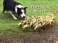 副業始めました。牧羊犬のボーダーコリー、ヒナの群れを誘導して水辺に運ぶ