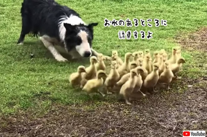 副業始めました。牧羊犬のボーダーコリー、ヒナの群れを誘導して水辺に運ぶ