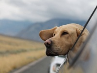 汚いのはわかっていても掃除ができない。犬の毛だらけの車を数か月放置している理由が涙を誘う