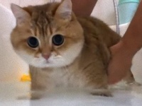 あのアイドルキャットが入浴だとぅ？ホシコさんのお風呂タイム、そしてその後の驚きの姿