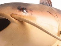 CIAが真剣に開発したナマズロボットの「チャーリー」さんの動きがかわいすぎる