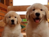 寒い夜にはもってこい？あったかくなれちゃうゴールデンレトリバーの詰め合わせ