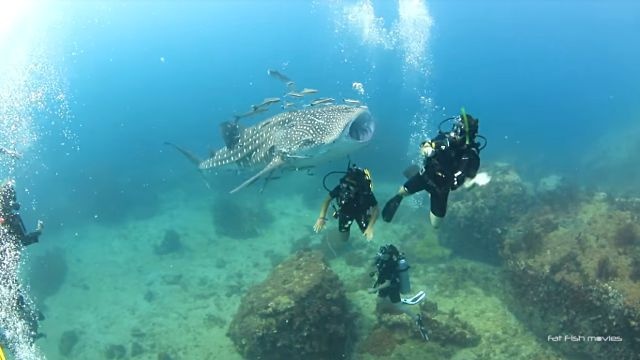 「ニンゲンさん、はじめましてこんにちは」人懐っこいジンベイザメの赤ちゃんと泳ごう