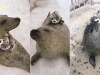海外でも話題！ぬいぐるみを抱く姿が可愛すぎる北海道紋別のアザラシ