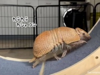 いつでも多く回します。アルマジロがクルクル、キャットホイールを回すのが上手