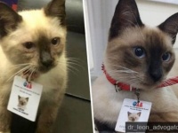 嵐の日にやってきた野良猫を保護し「猫弁護士」として雇用した弁護士協会（ブラジル）