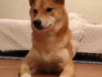 ドミノ倒しに参加してみた。柴犬の場合。