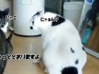 ね、簡単でしょ?　猫の猫による猫の喧嘩を仲裁する方法