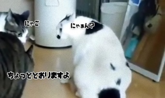 ね、簡単でしょ?　猫の猫による猫の喧嘩を仲裁する方法