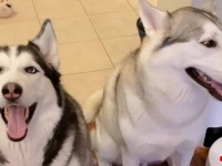 ハスキー嘘つかない！「犯犬はどっちだ？」と怒るご主人の前を去り、自主的にケージに入って反省する犬