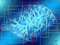 右脳派や左脳派は存在しない。脳にまつわる10の迷信を解く