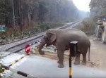 危機一髪！　電車が近づく踏み切りを渡ろうとするゾウがいるが…