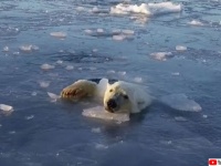 なんだ？なんだなんだ？ザクザクと海氷を割りながらドローンを追いかけるシロクマ