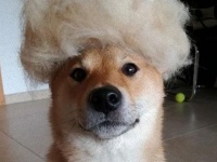 虚無的な表情がこれまたいい。抜けた被毛でウィッグをかぶった柴犬が話題に