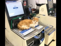スーパーを出禁となったあの猫の続報。しれっと入り込み、セルフレジカウンターに座っていた模様（イギリス）