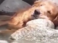つめたくてきもちいいので川の中でウトウトうとりんこする犬の癒し動画